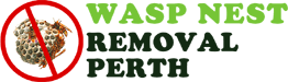 Wasp Nest Removal Perth